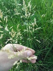 Poa pratensis