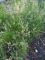 Poa pratensis