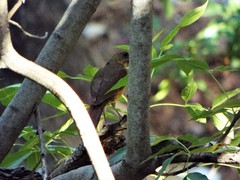 Turdus grayi