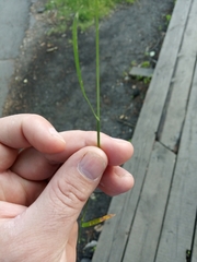Poa pratensis