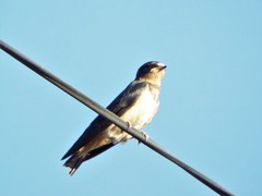 Hirundo rustica