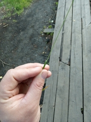 Poa pratensis