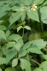 Geum × meinshausenii