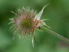Geum × meinshausenii