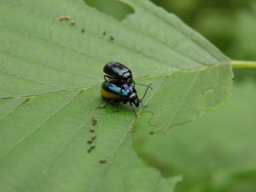 Mėlynasis alksniagraužis