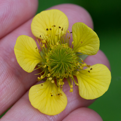 Geum × meinshausenii