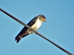 Hirundo rustica