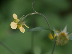 Geum × meinshausenii