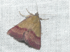 Phytometra viridaria
