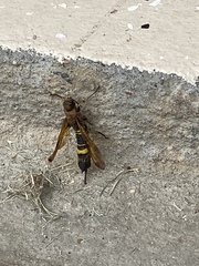 Eriotremex formosanus