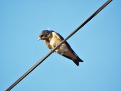 Hirundo rustica