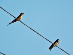 Hirundo rustica