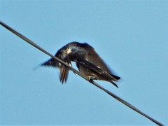Hirundo rustica