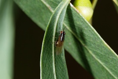 Poecilohetaerus aquilus