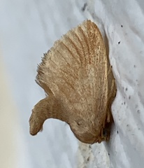 Tortricidia testacea