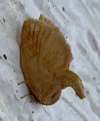 Tortricidia testacea