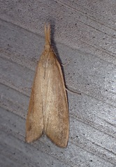 Schoenobius gigantella