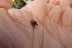 Onthophagus coenobita