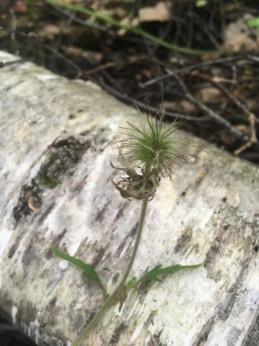 Raudonoji žiognagė nuotrauka