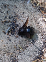 Xylocopa californica arizonensis