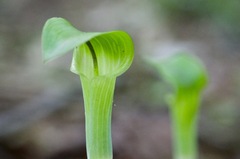 Arisaema triphyllum