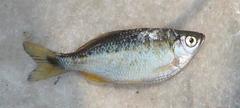 Bengal Danio photo 3
