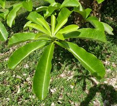 Alstonia boonei