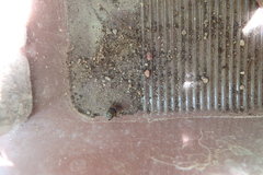 Onthophagus coenobita