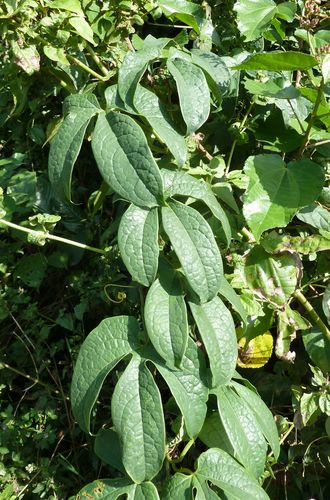 Ruthalicia longipes