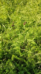 Centaurea phrygia pseudophrygia
