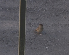 Passer montanus