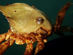 Crepipatella dorsata