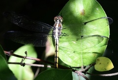 Libellula axilena