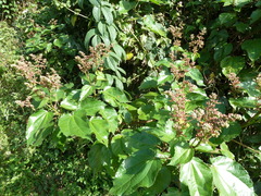 Triumfetta cordifolia