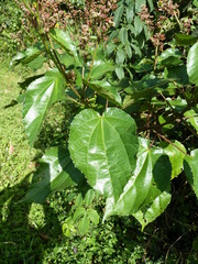 Triumfetta cordifolia