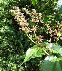 Triumfetta cordifolia