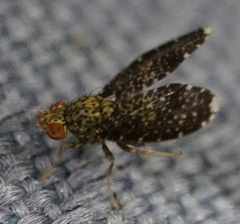 Trypetisoma sticticum