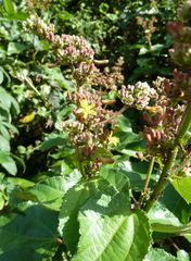 Triumfetta cordifolia