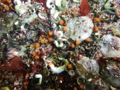 Metandrocarpa taylori