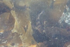 Oxylebius pictus