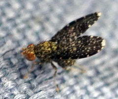 Trypetisoma sticticum