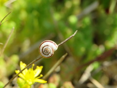 Helicella itala