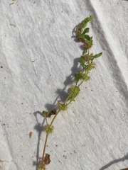 Rumex marschallianus