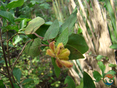 Salvia lasiantha