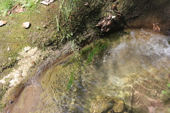 Cladophora glomerata