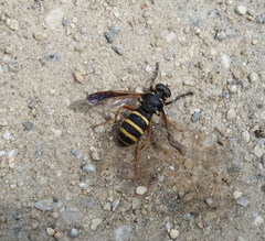 Temnostoma bombylans