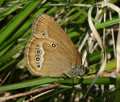 Coenonympha oedippus