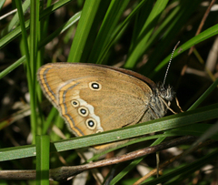 Coenonympha oedippus