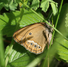 Coenonympha oedippus