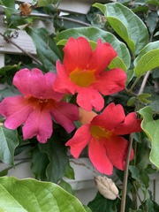 Amphilophium buccinatorium